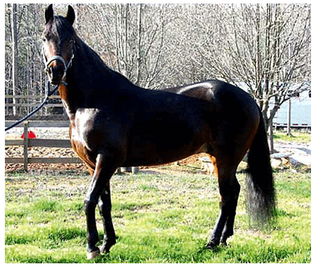 Paso-Fino-Breeding-Stallion