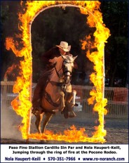 Paso Fino jumping through ring of fire