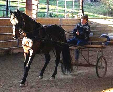 Paso Fino stallion pulling a cart