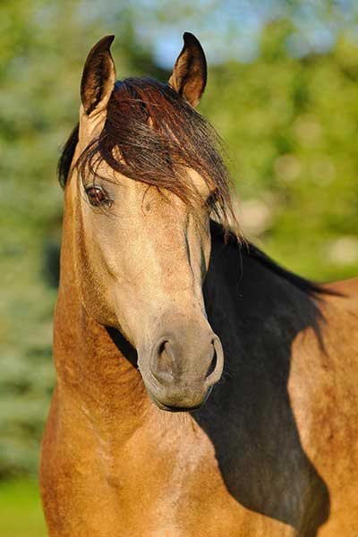 Mangalarga Marchador buckskin horse.